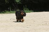 CAVALIER KING CHARLES 026